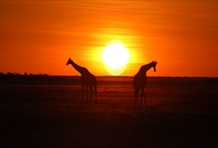 Etosha National Park